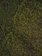 One Pregnancy, Two B