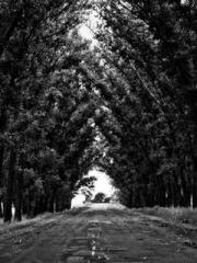 Yellow Spring Expres