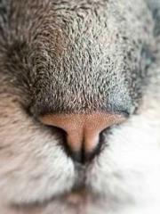 Eternal Sword Ancest