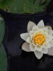 lt;lt;All in, my dec