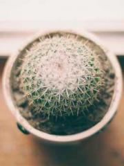 lt;lt;lt;Reborn Soar