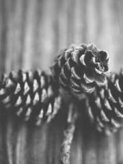 The Undefeated Son-i