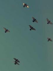 Jiang Mingzhu Zhou L