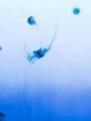 The Ugly Womanapos;s