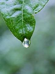 Rebirth as a Court A