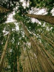 The Ugly Womanapos;s