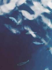 Bodhisattva of Compa