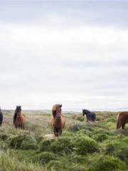 Bodhisattva of Compa