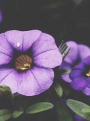 lt;Natural Disasters