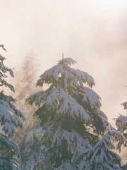 The Favorite Concubi