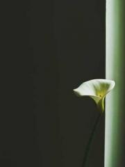 The Realm of the Dao