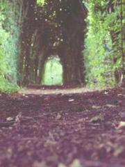 Transmigrated to the