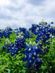 Shen Ning Ran Bao Ji